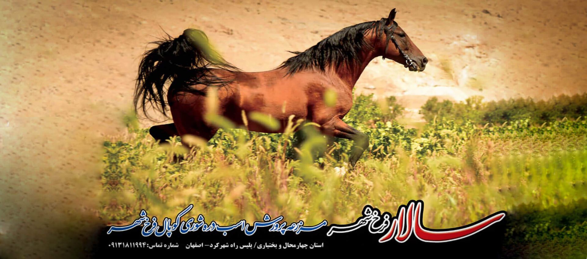باشگاه سوار کاری و پرورش اسب کوپال فرخشهر